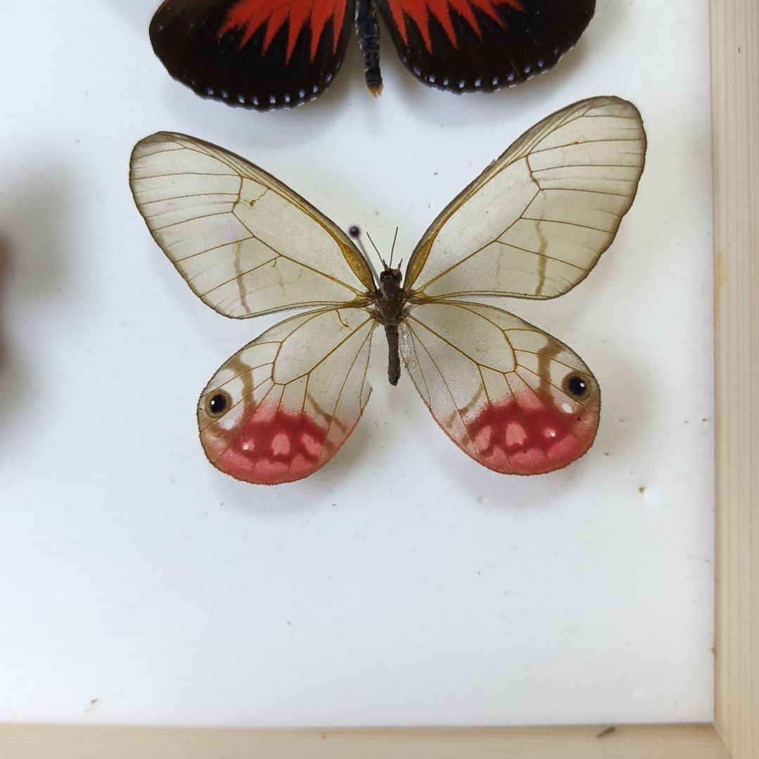 真蝴蝶标本一物一拍