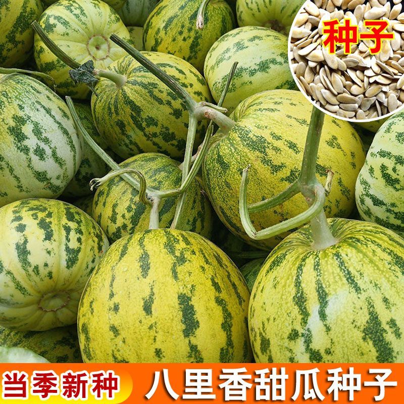 八里香甜瓜种子【拍3送2到手5包】