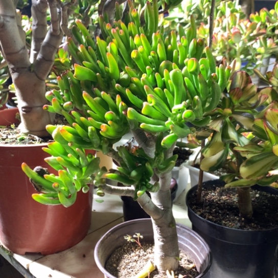 575吸财树脱土发货