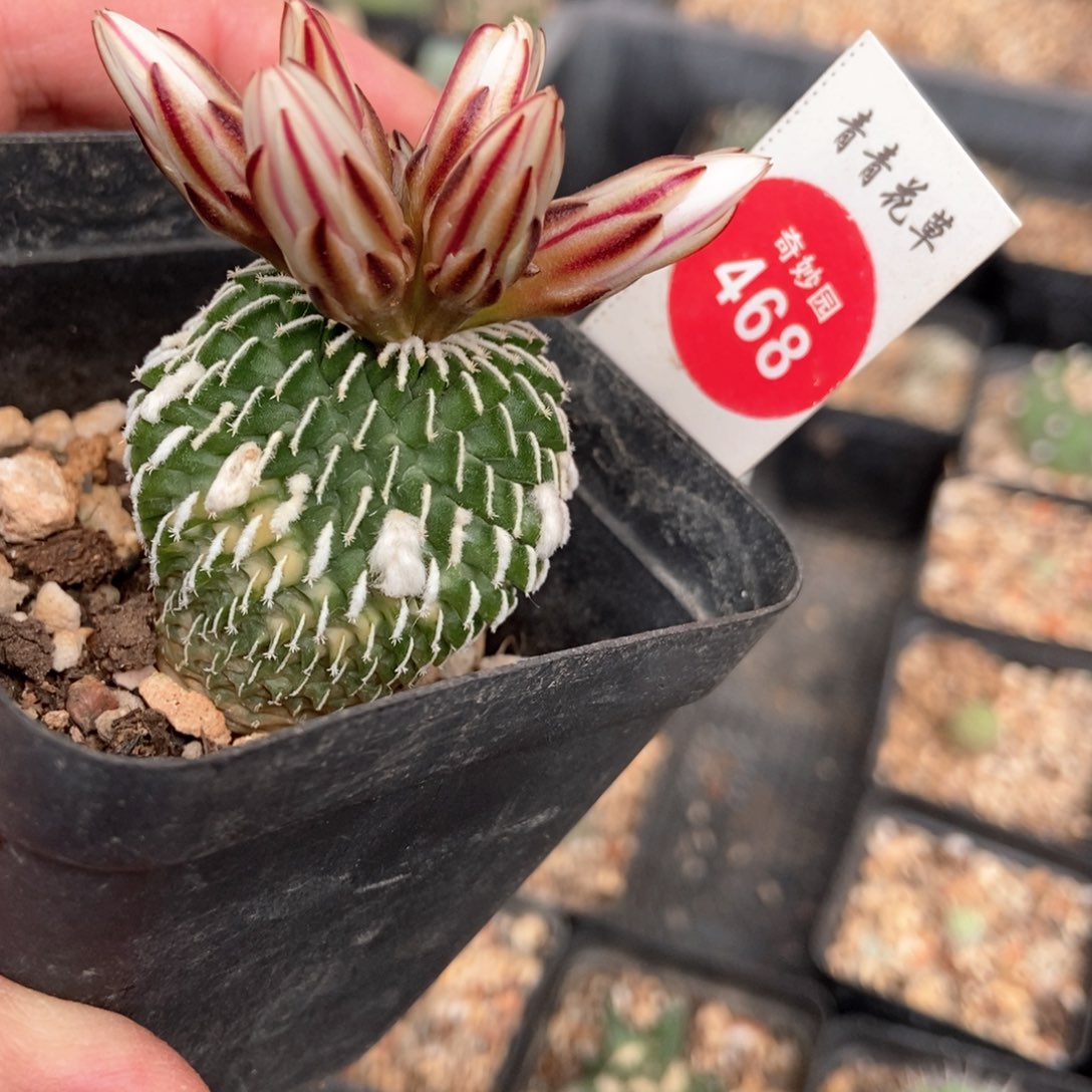 自根精巧殿刺缀锦3.5cm