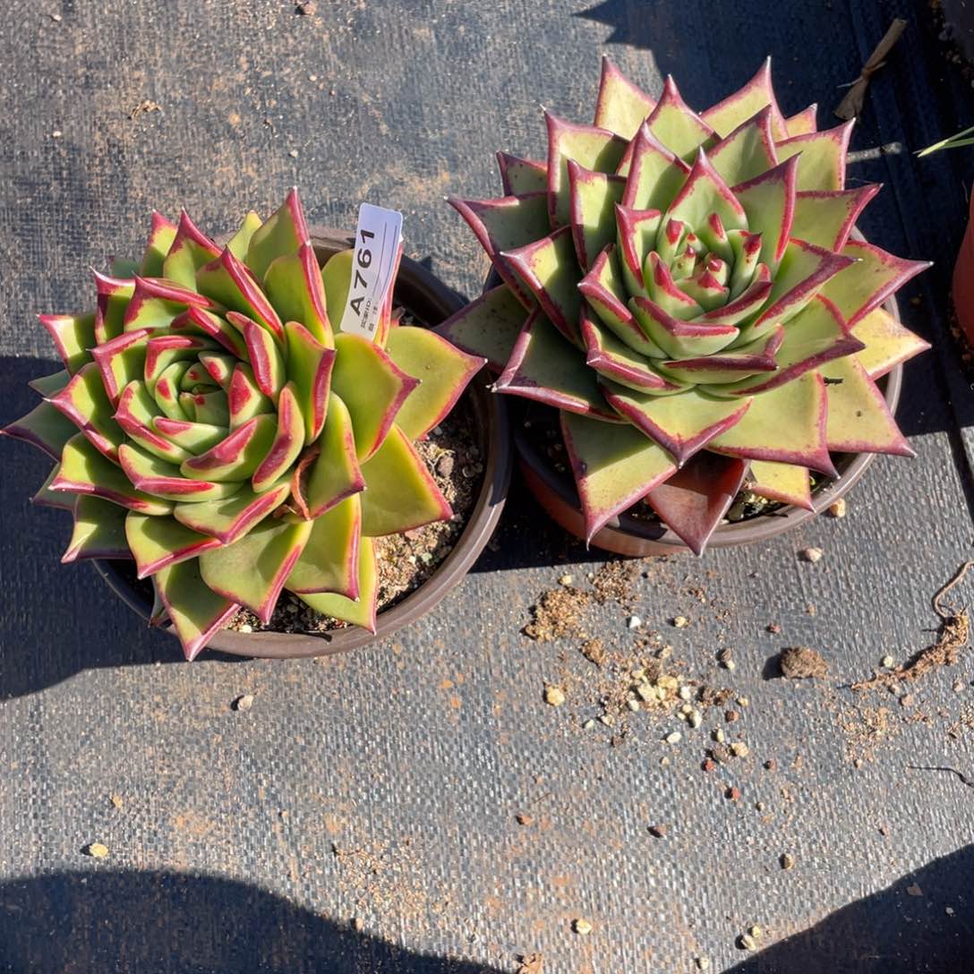 若如东云单拍A761