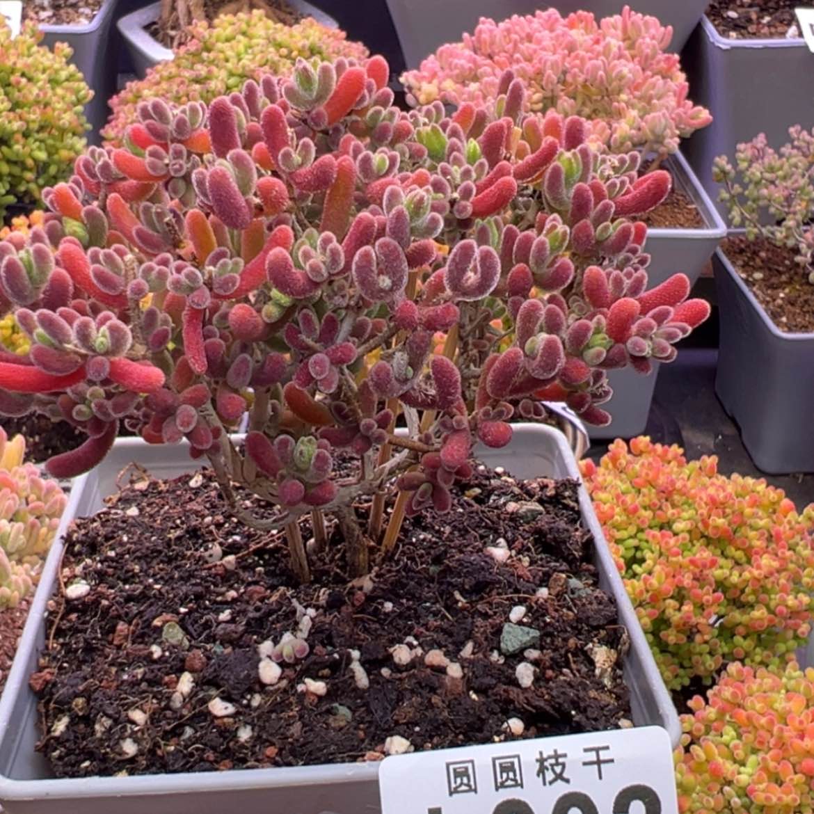 【闪购商品】琉璃 l 002