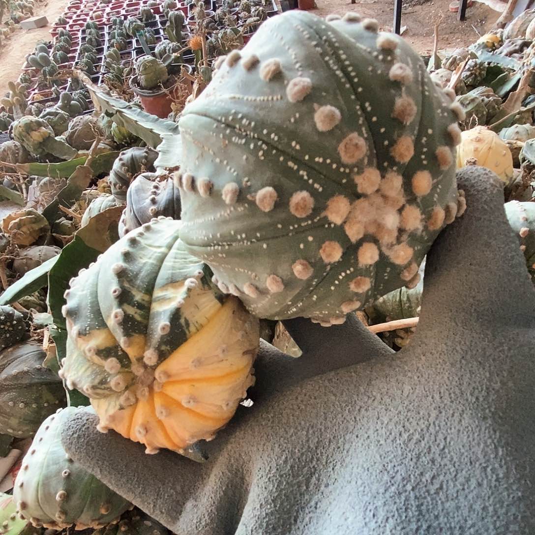 兜兜兜兜兜兜兜兜a2