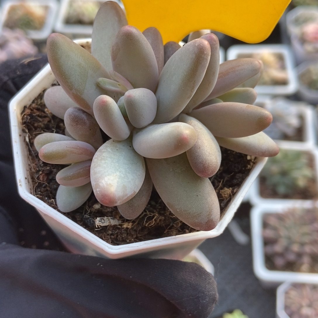 876白兰地多肉植物多肉