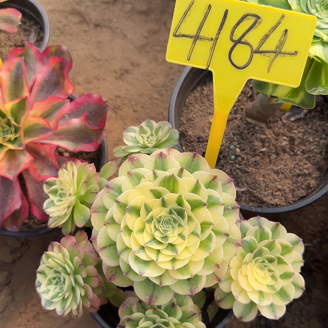 4184---海王多肉植物