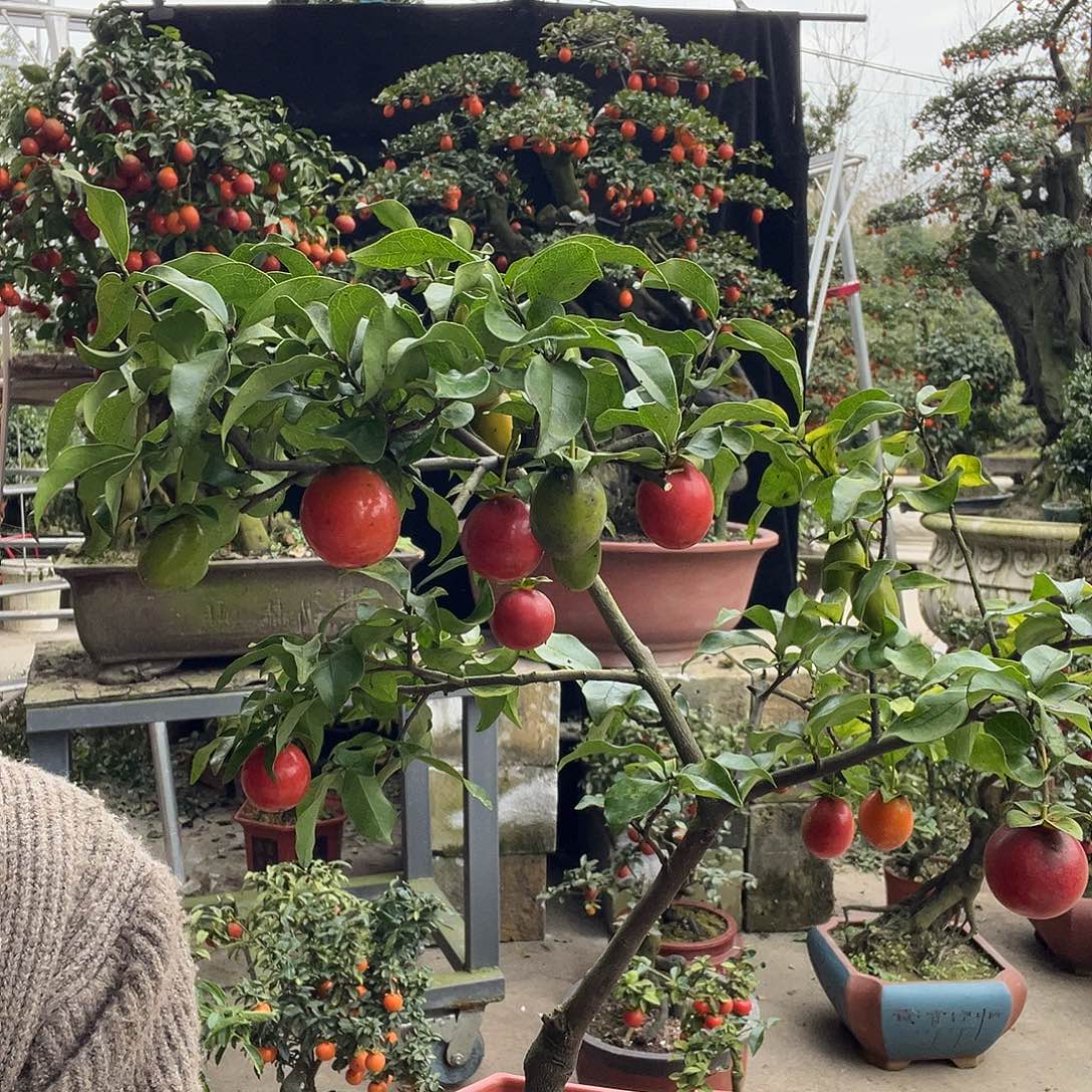 金弹子盆景喜欢的来来