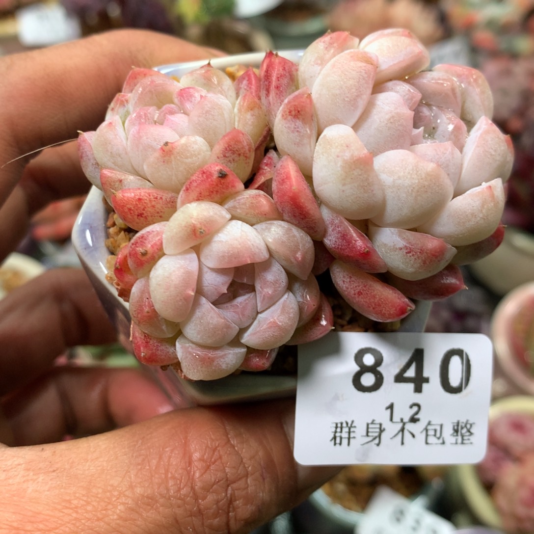 精控拇指盆1.2840