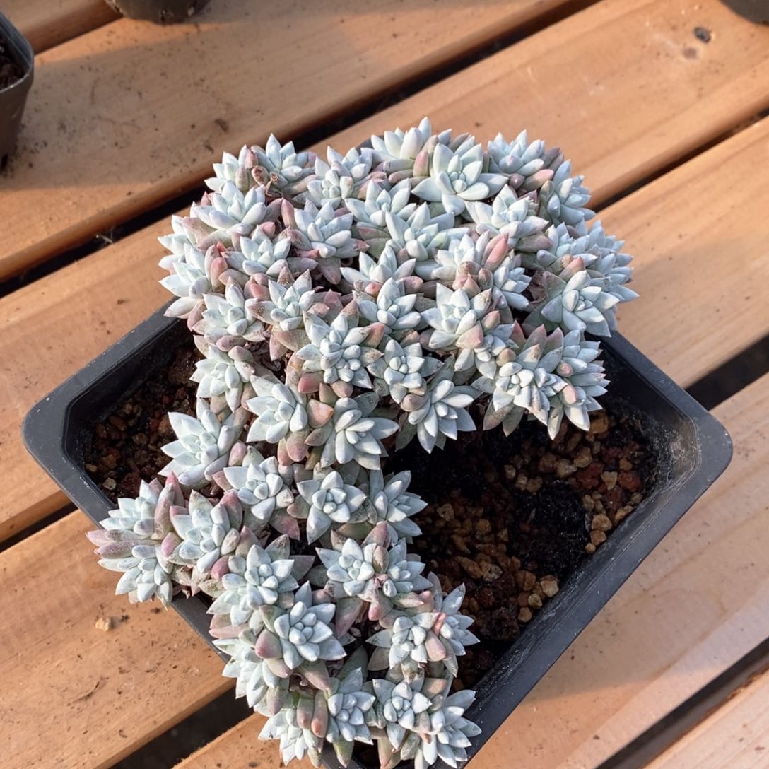 精品多肉一物一拍不包整84