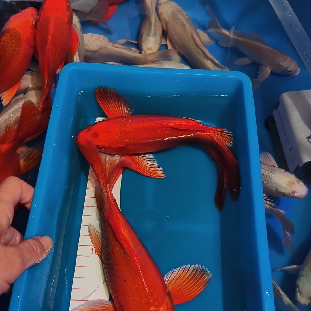 蝴蝶鲤鱼蝴蝶鲤红色2条