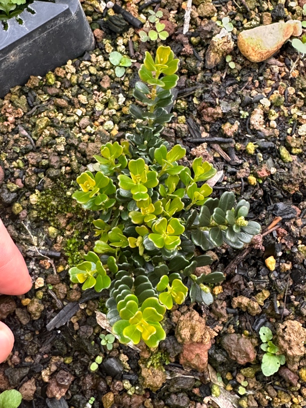 潮州凤凰山米叶黄杨慎拍（仅用于直播间榆树一物一拍专属链接）室内