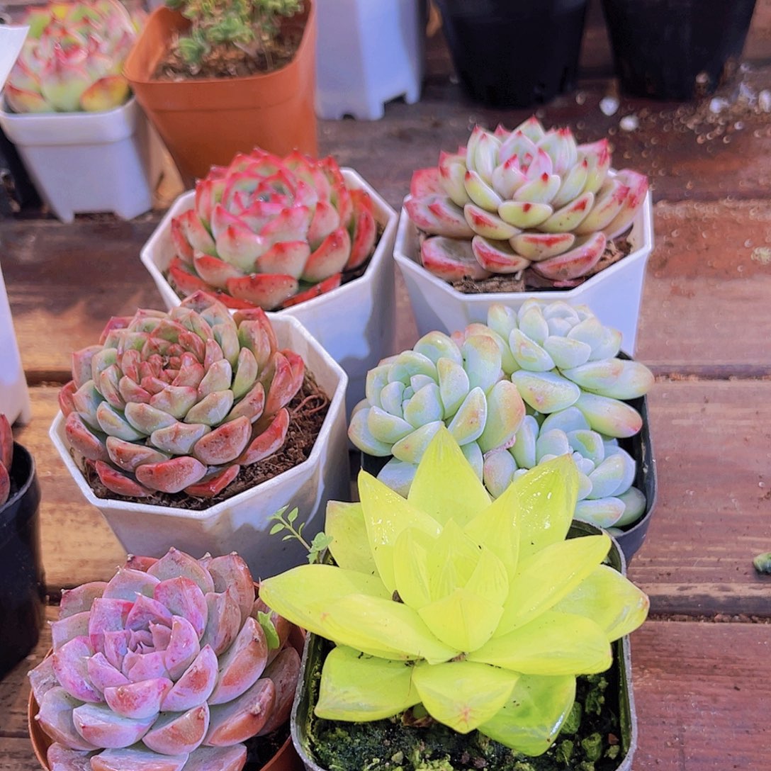 如图图6盆带盆土11111