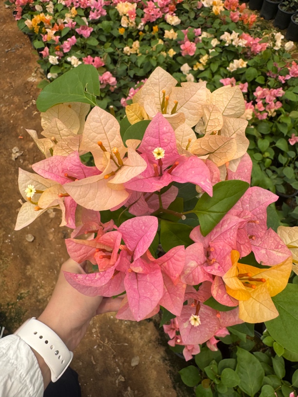 原生阿达娜包对版