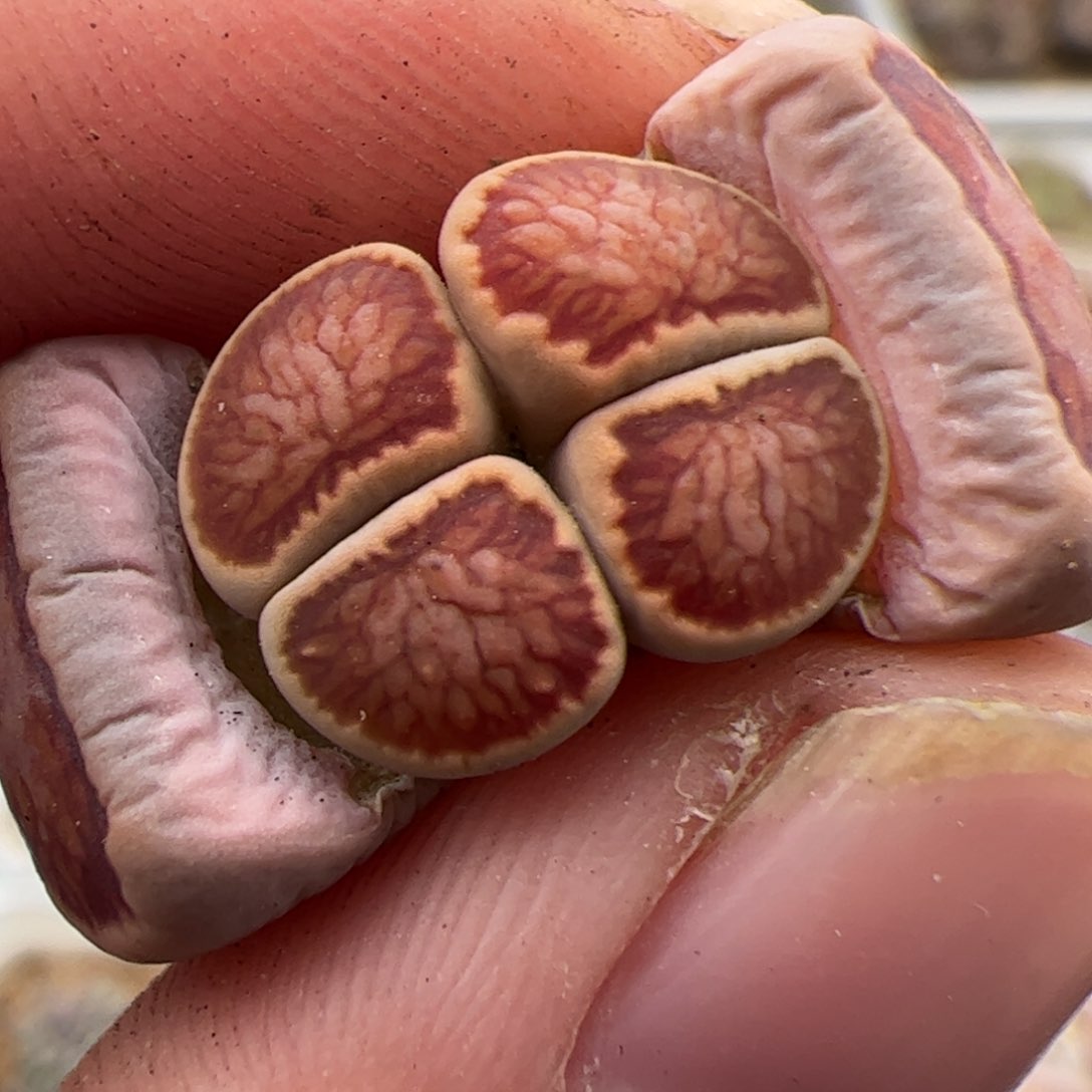 062号菊 多肉植物