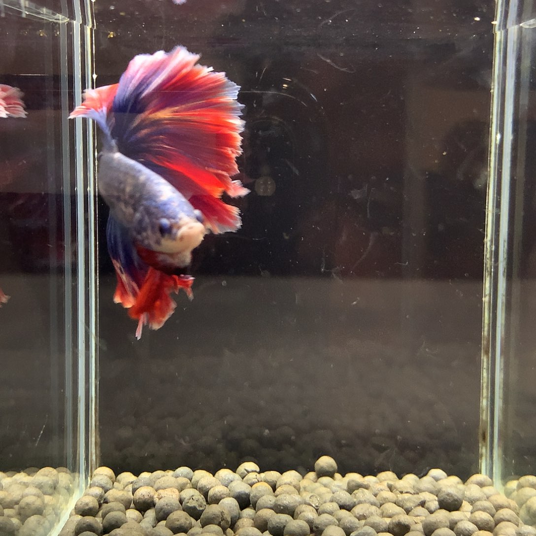 海水鱼七弟泰国斗鱼100