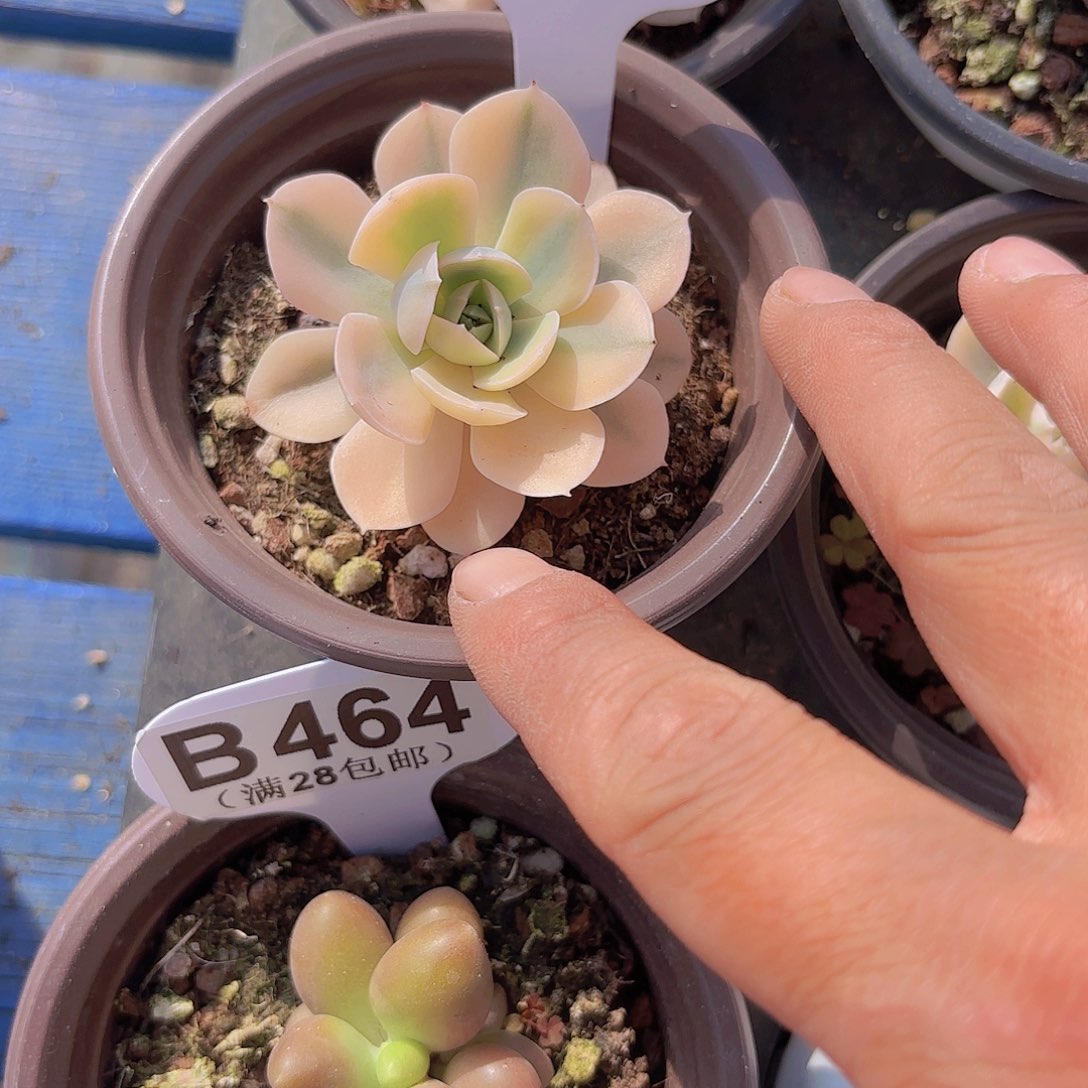 A993鲁氏锦一物一拍