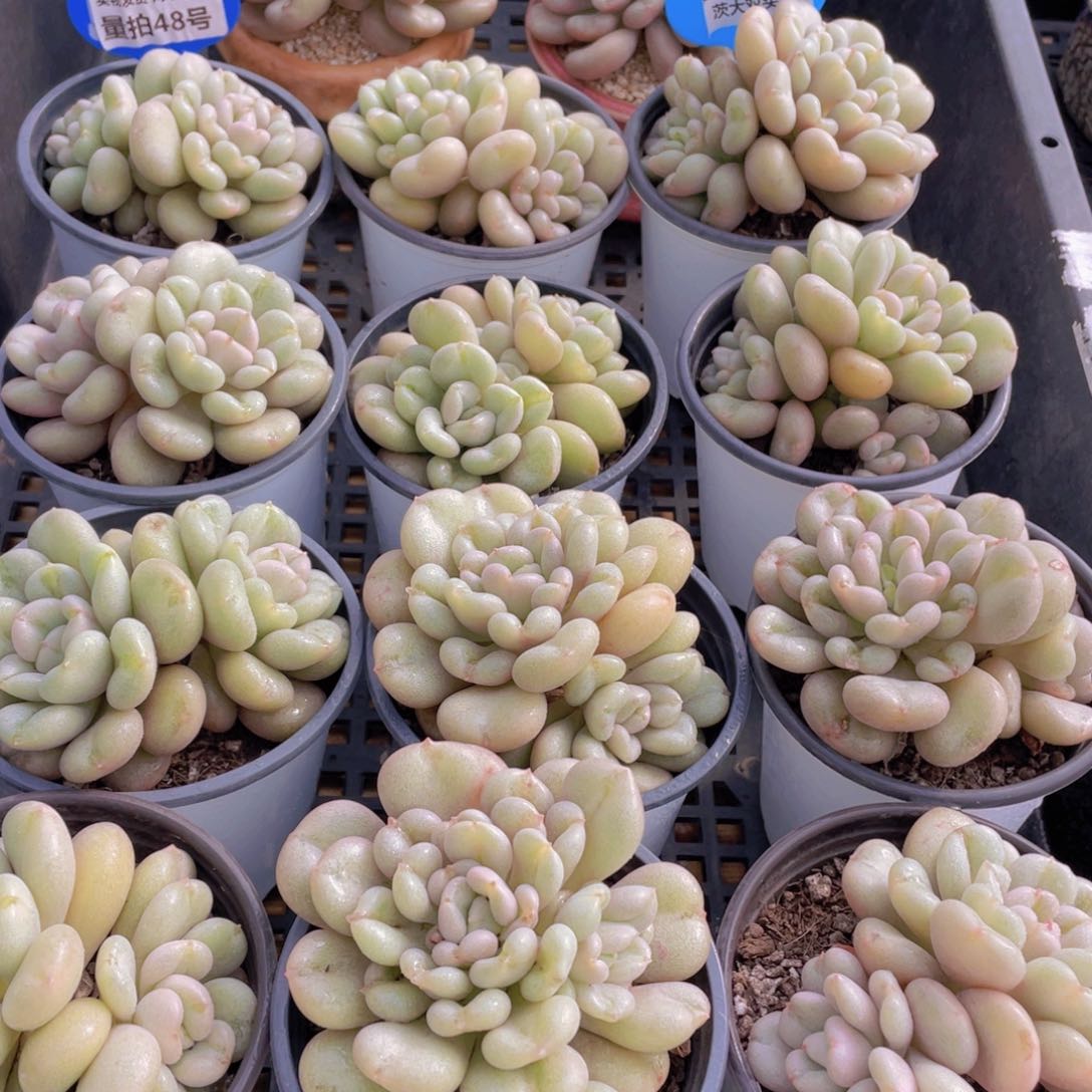 量拍48号 爱心型比尔盖茨大双头一个