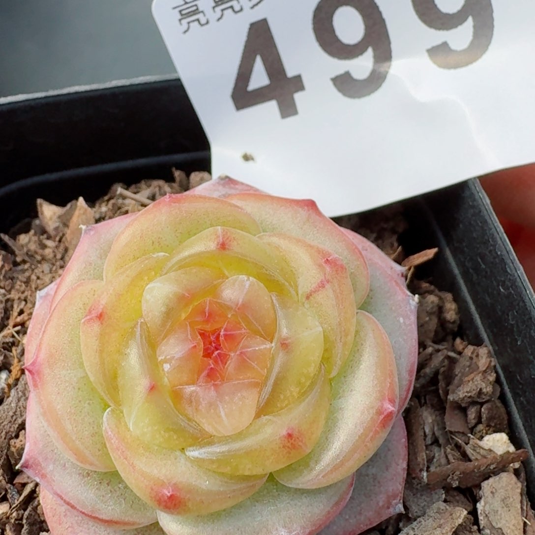 上新         精品多肉