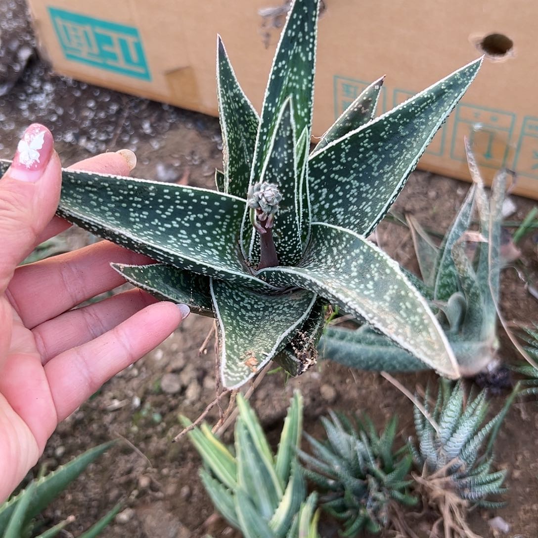 多肉植物伊丽莎白芦荟