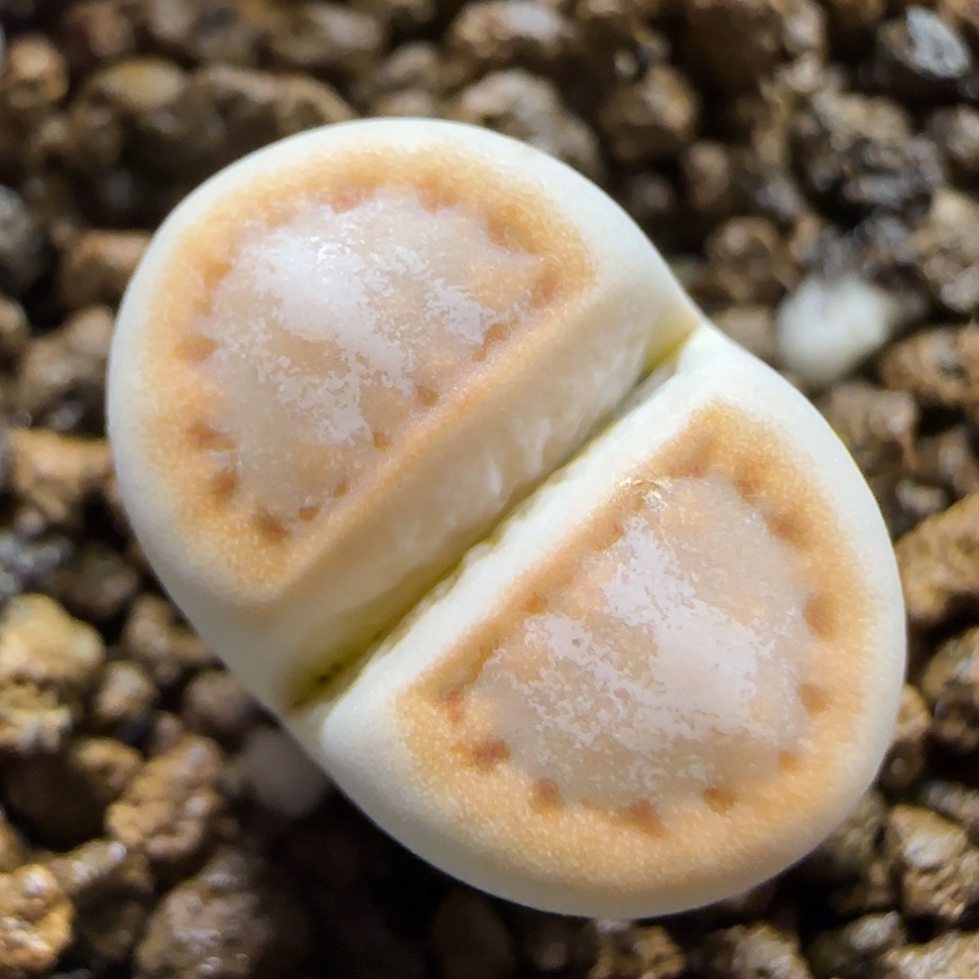 11.30。216饼干福利。5034