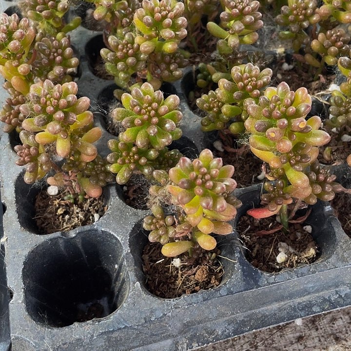 小红浆果1元带土发