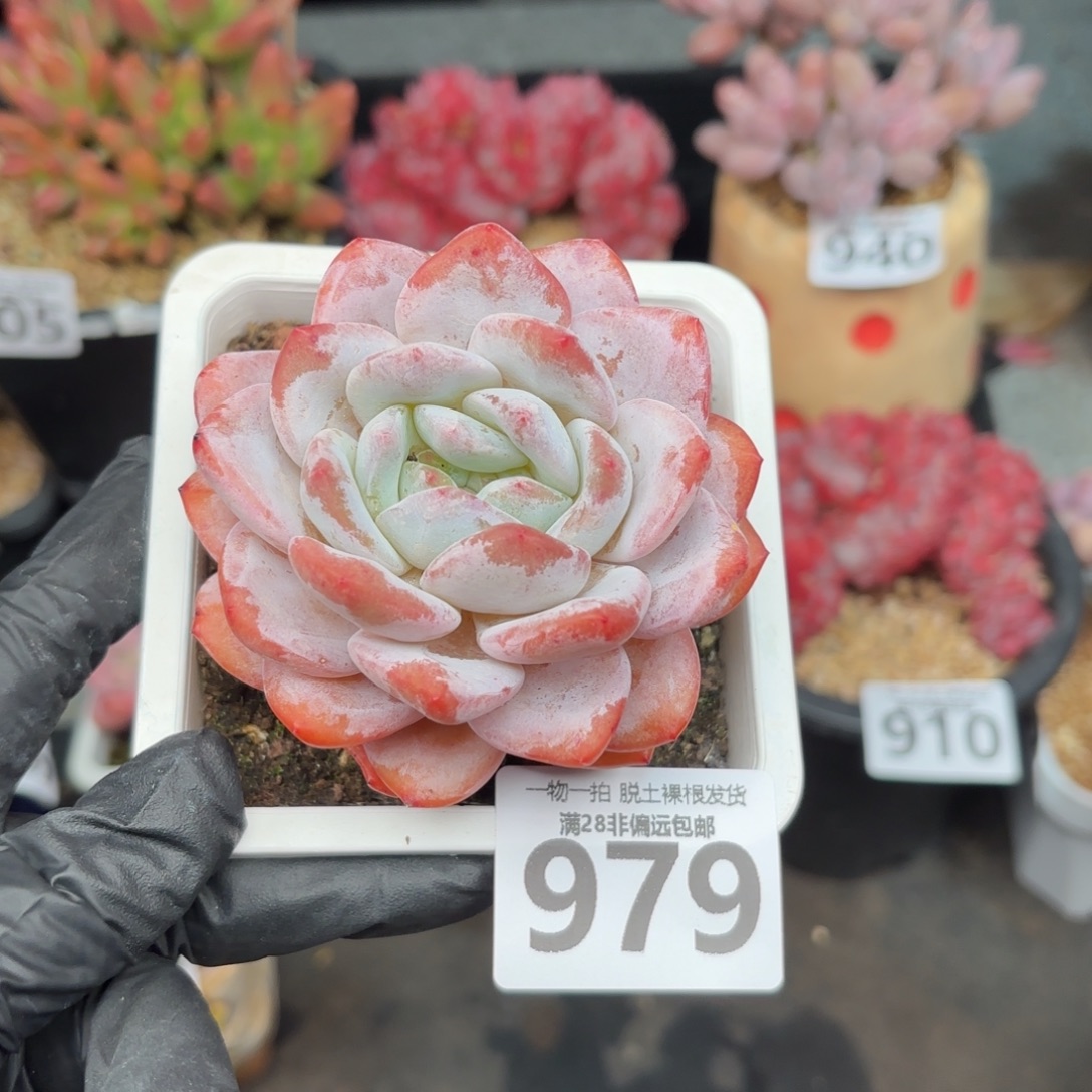 橙梦露单头无盆土发货