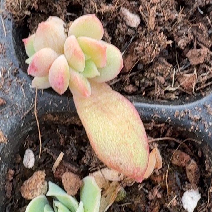 一物一拍好看好看好看