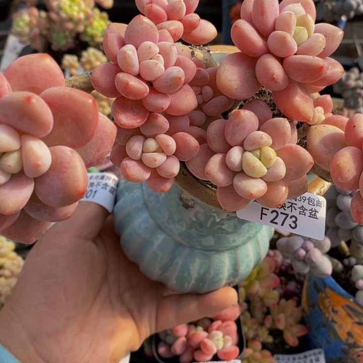 樱花洛神老桩12cm273多肉植物