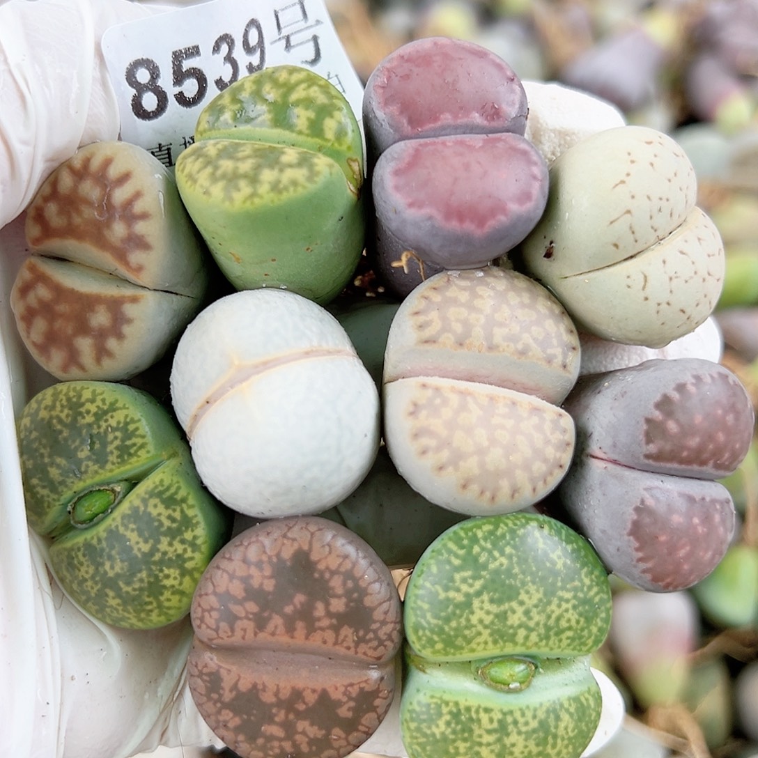 8539 好养易活生石花大母本10个炸福利一手