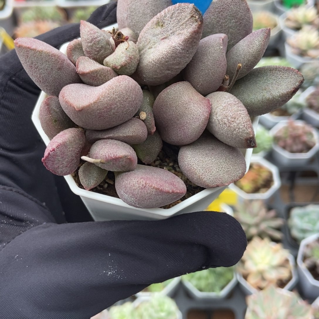 887姚姬多肉植物多肉