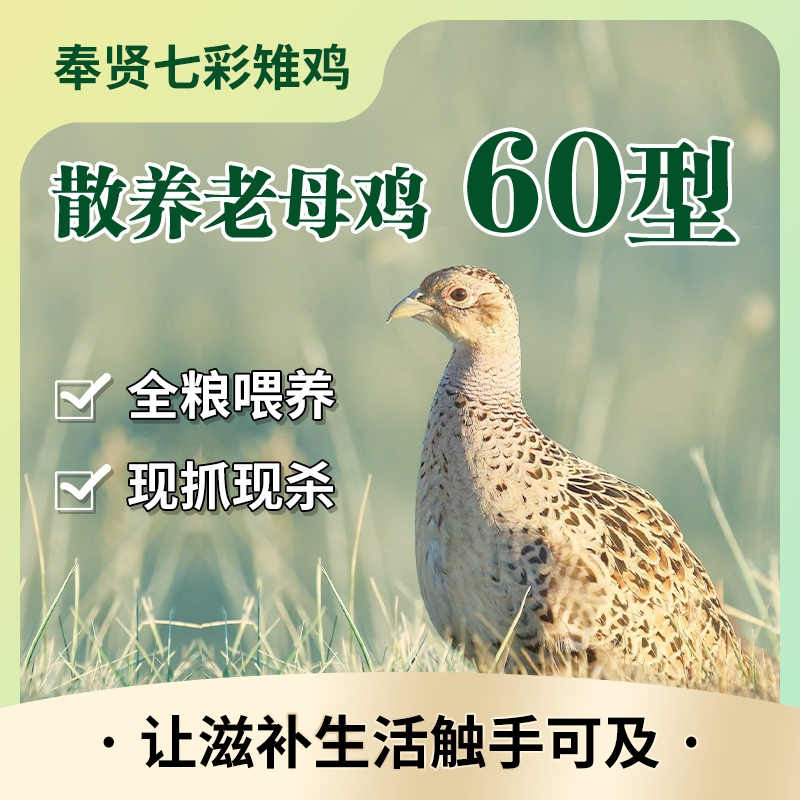 奉贤七彩山鸡肉老母鸡60周龄顺丰京东包邮到家