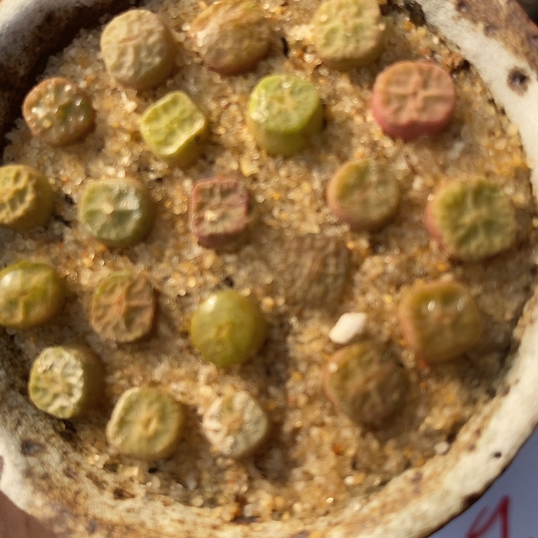 2884小方烧一组。   