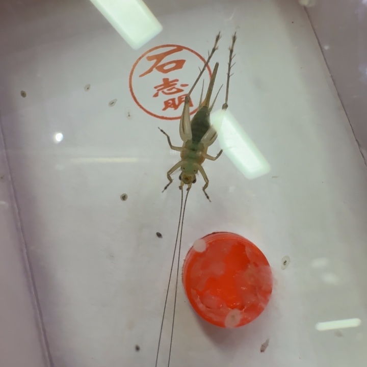 蟋蟀大个飞机蛉合适