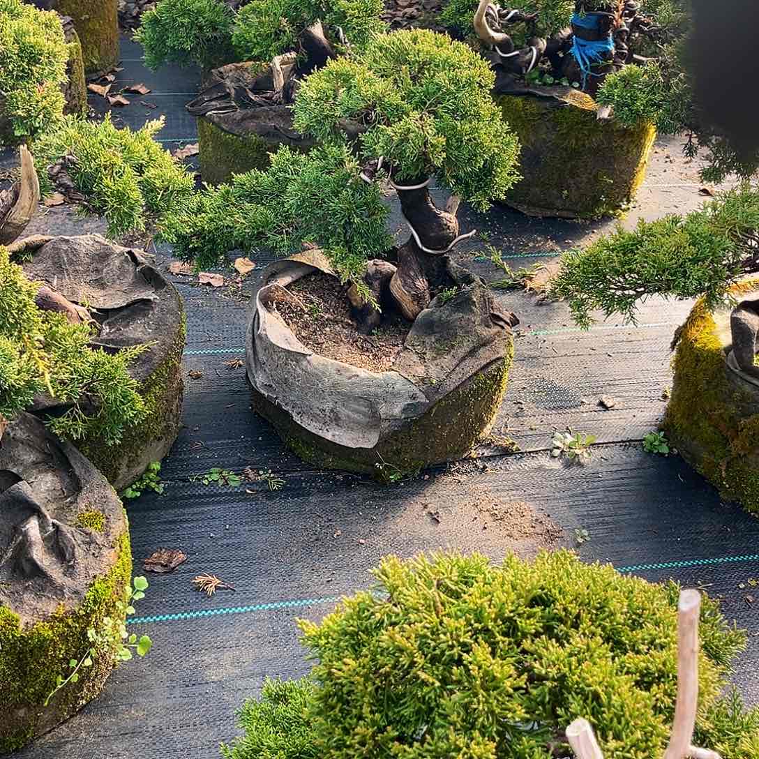 无花朵钱*济州真柏盆景