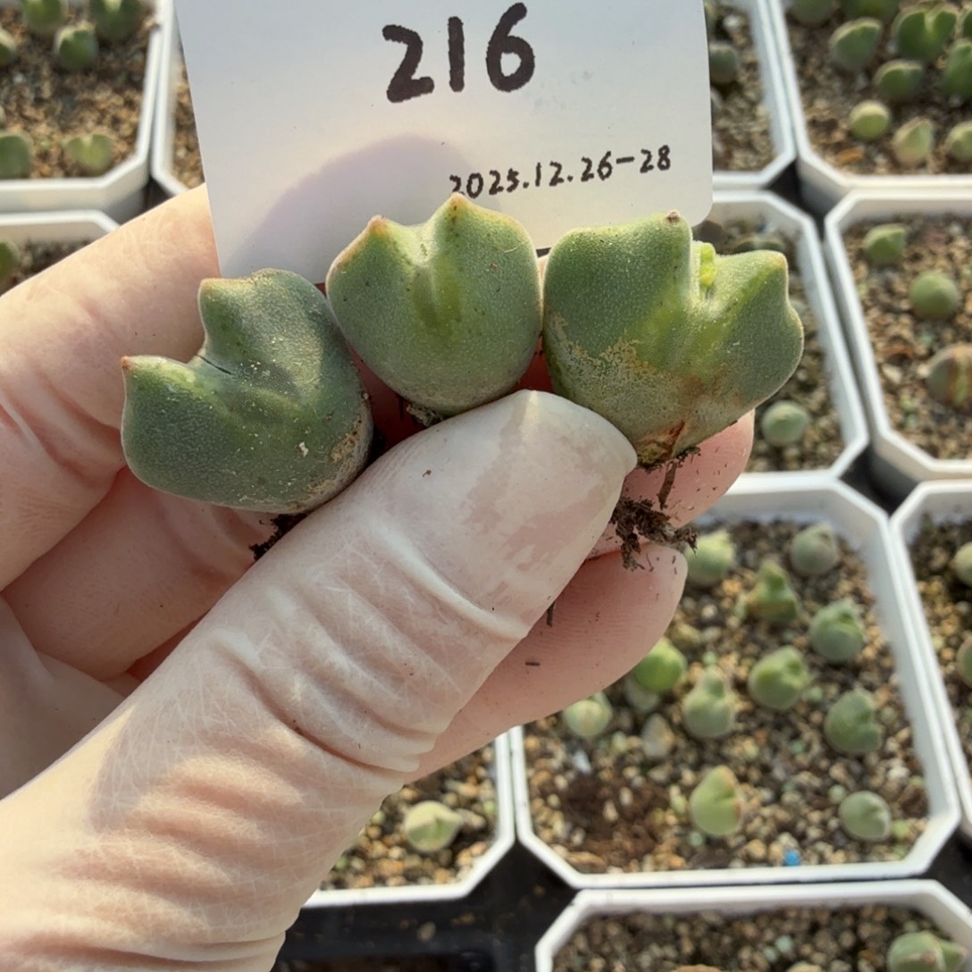 吉***祥多肉多肉多肉12-216