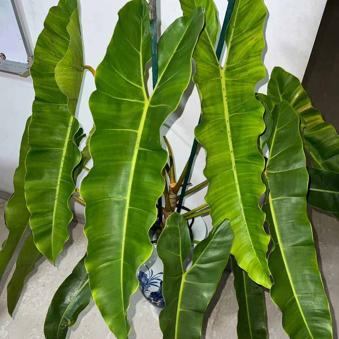 小圣灵蔓绿绒盆栽室内观叶绿植ins热植客厅阳台垂吊植物盆栽花卉