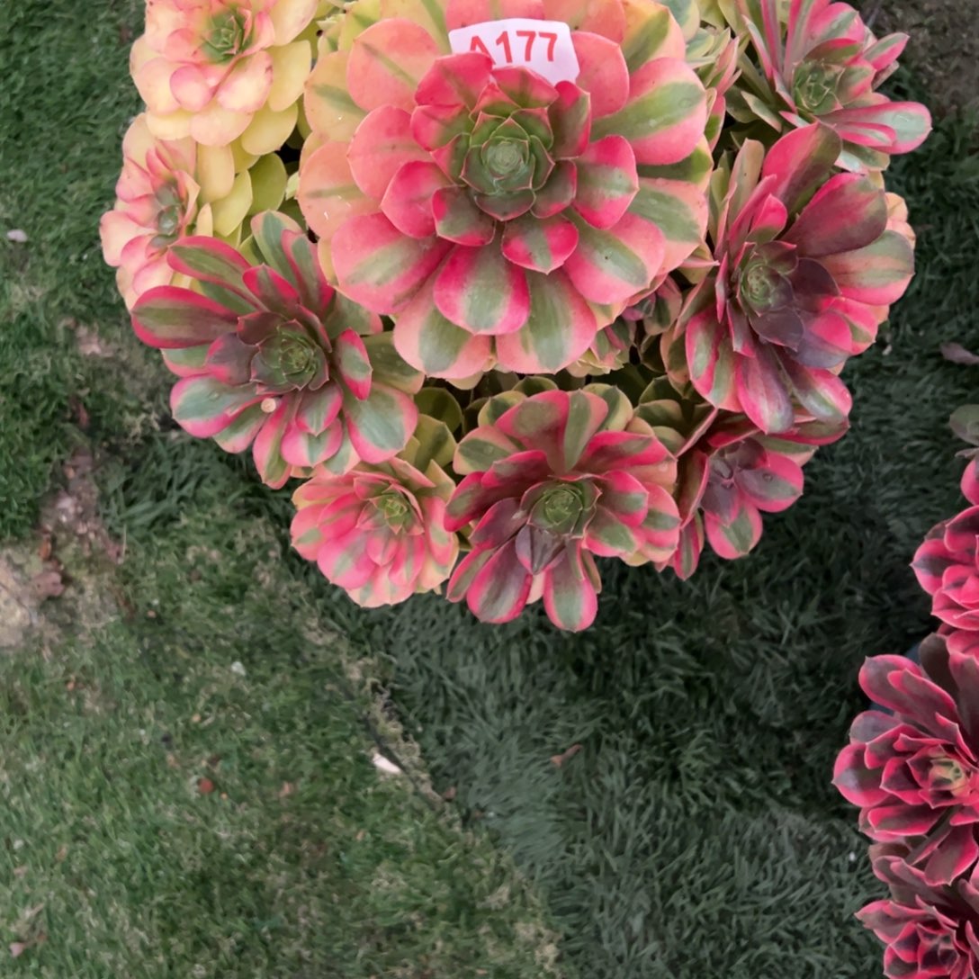 177，雨合多肉植物法师