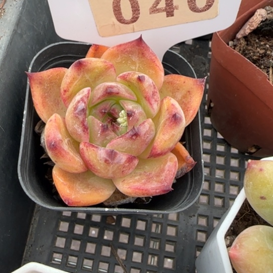 40白龙一物一拍多肉