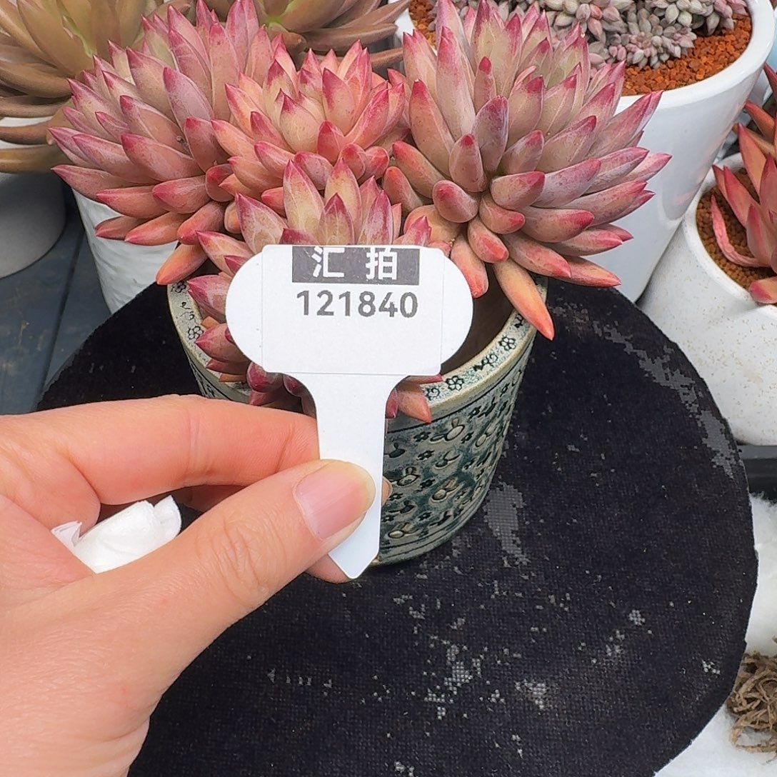 精品多肉植物121840