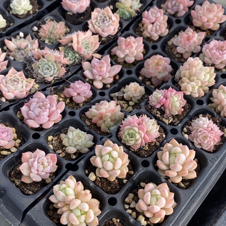 自***在131 多肉植物盆栽花卉