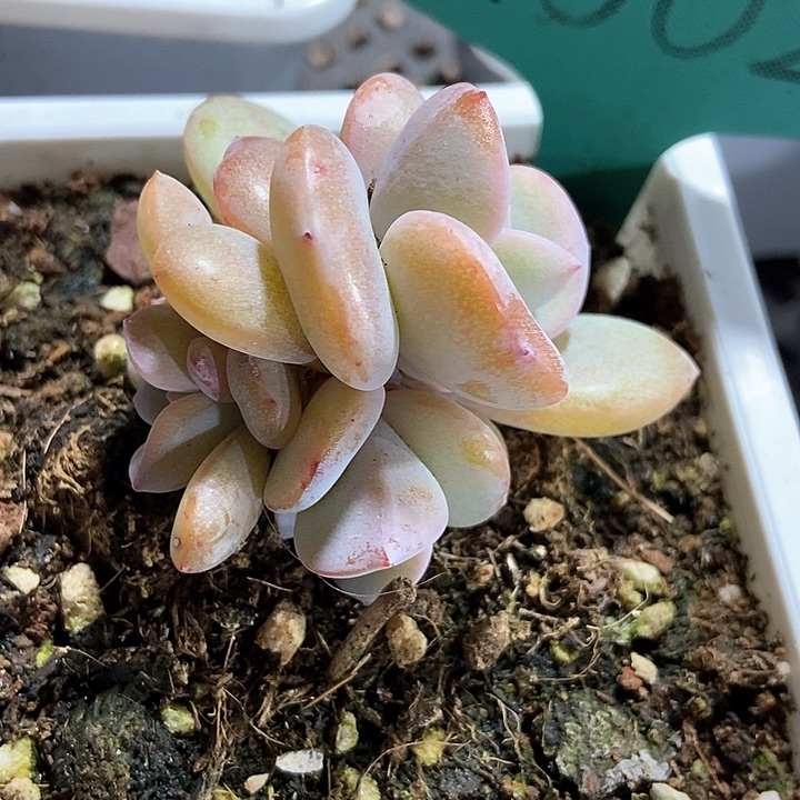 多肉植物奶茶1502