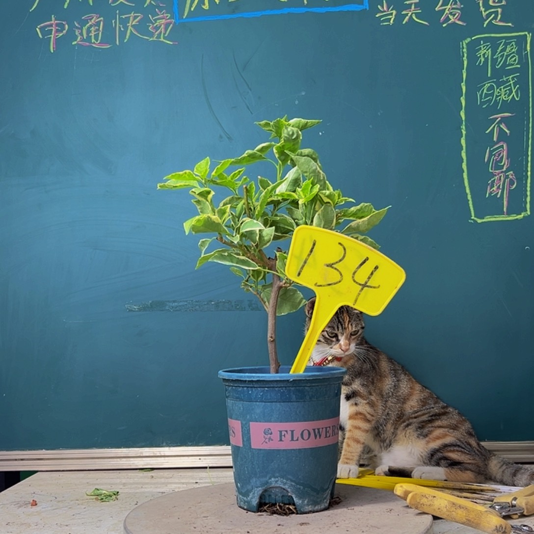 当前无花栽培后可以开花小斑叶丽人 134