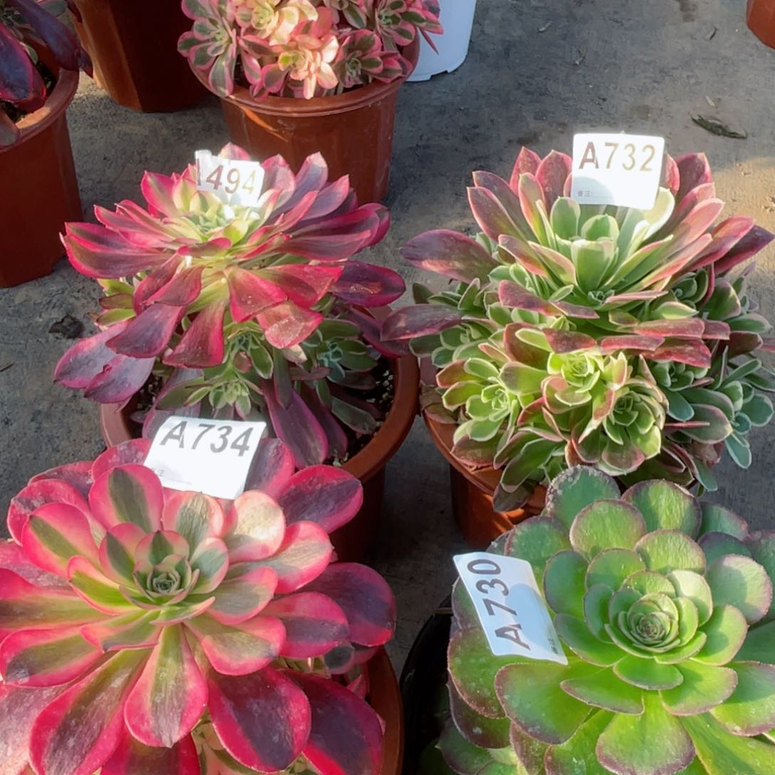 天河  494白凤732美杜莎734万圣节730送绿豆沙