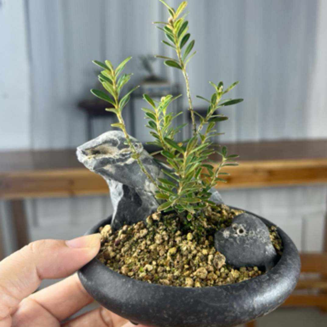 附石米叶黄杨盆景，喜阴易活好养，可以摆放在小茶桌书桌办公桌。