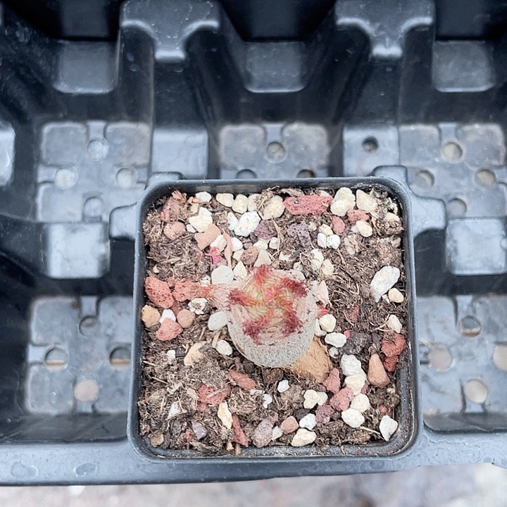 663象鼻大戟块根