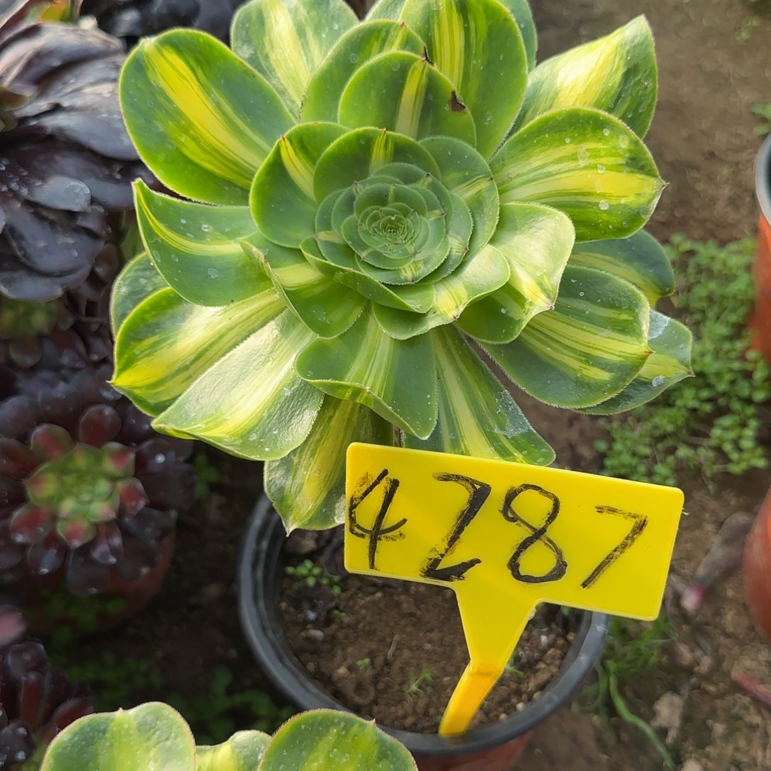 4287---暴君多头多肉