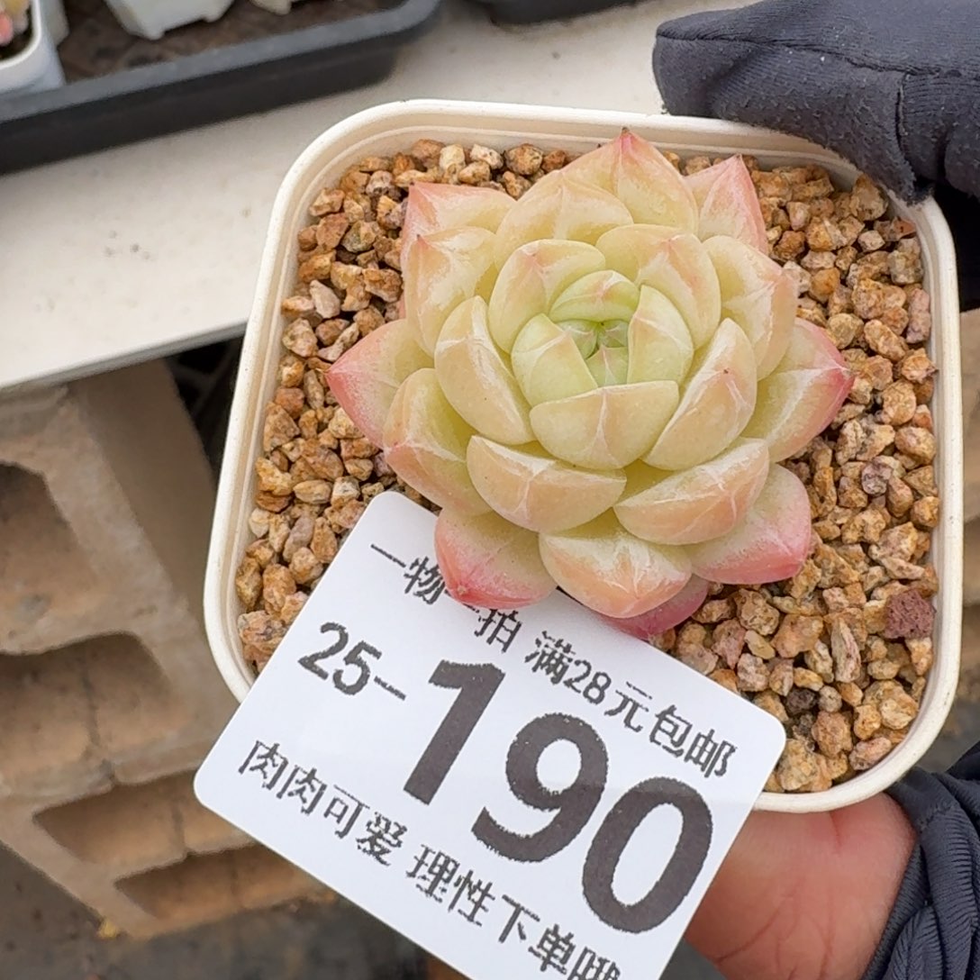 美梦无盆土发货无