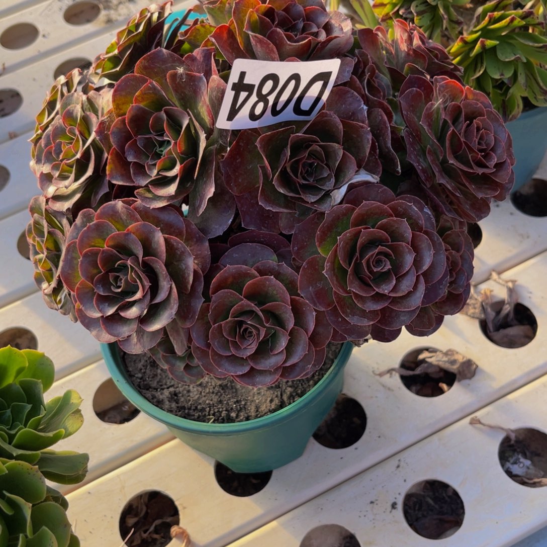 魅金法师7//////40