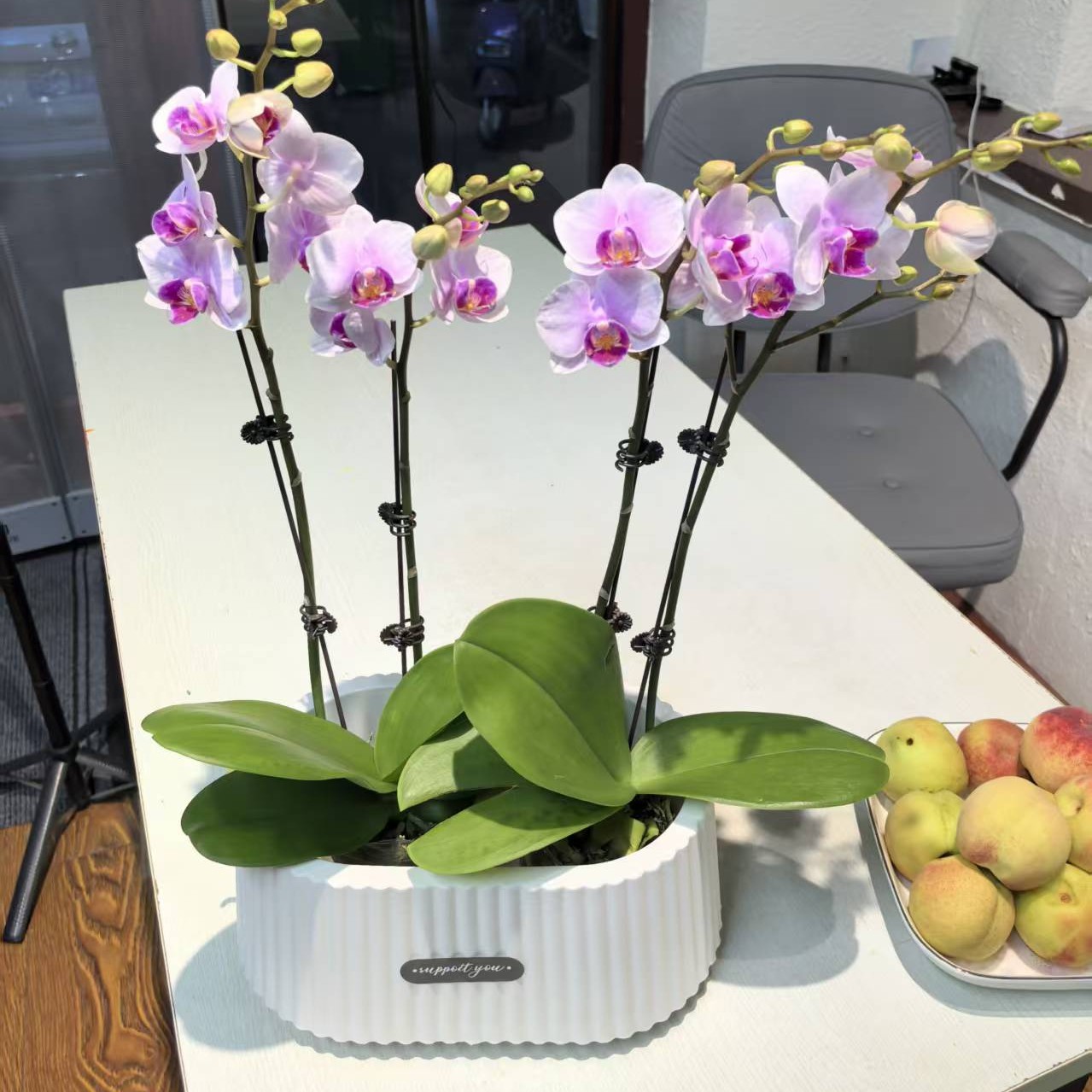 组盆蝴蝶兰46.8元