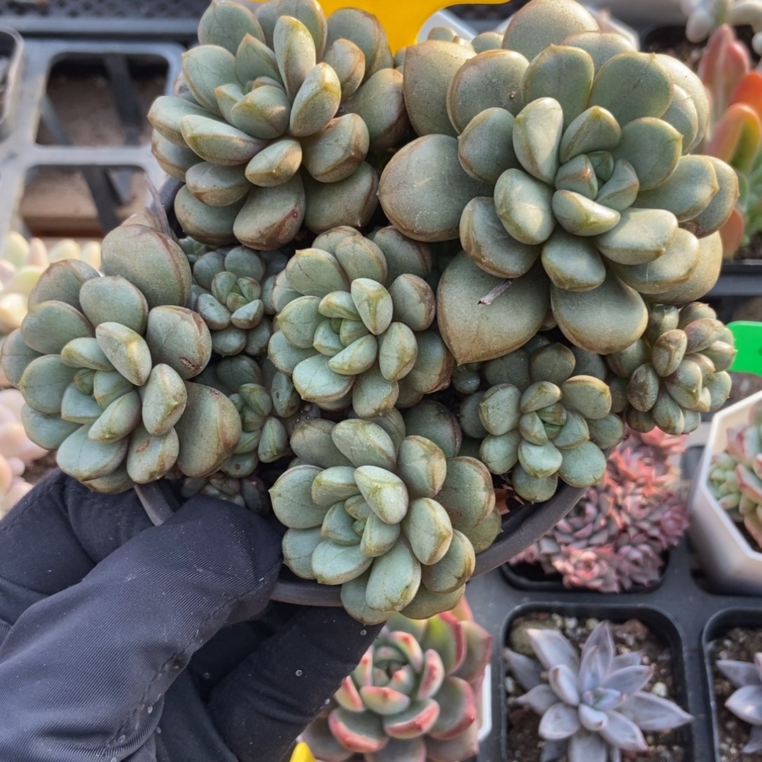 923葡萄多肉植物多肉