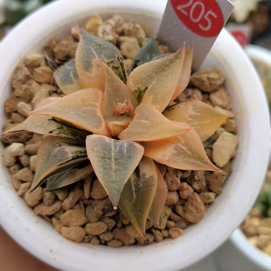 205号酒吞童子锦新叶糊斑一物一拍带盆土发货